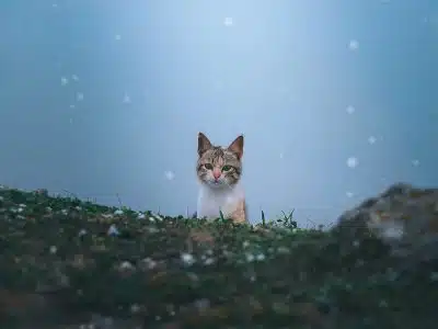 Les chats et leurs mystères : légendes, mythes et anecdotes sur nos amis félins