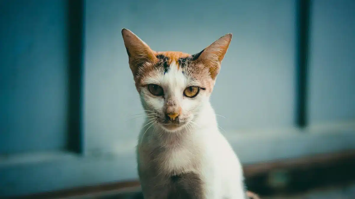 chat domestique