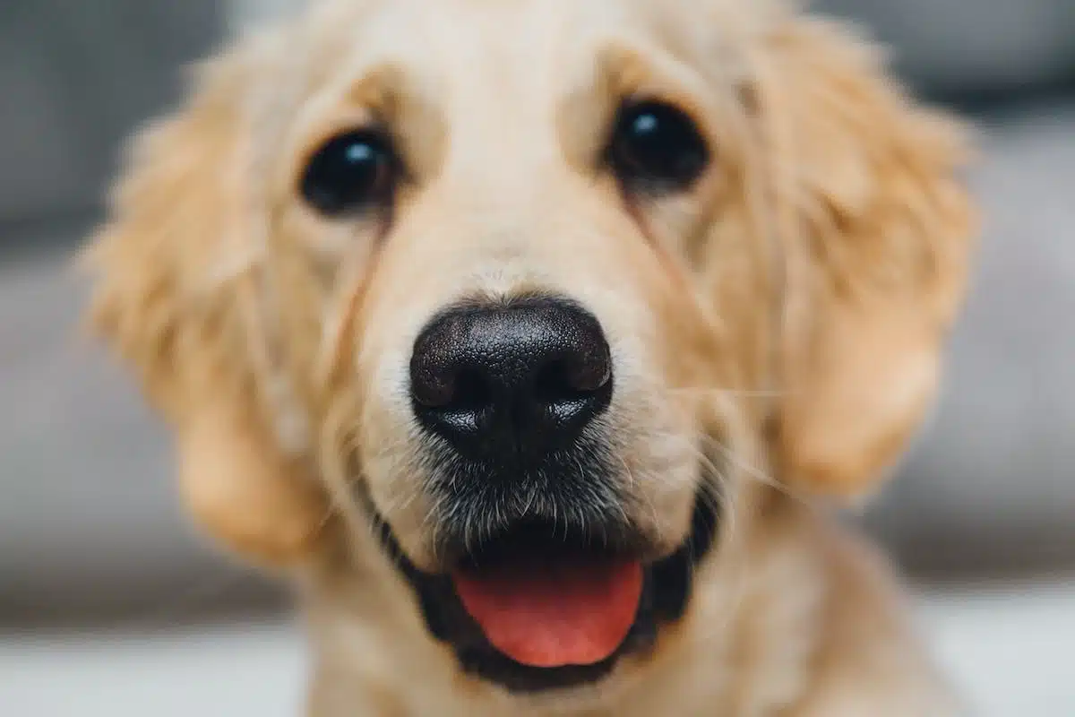 chiens  alimentation