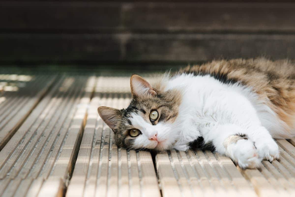 chat  prévention