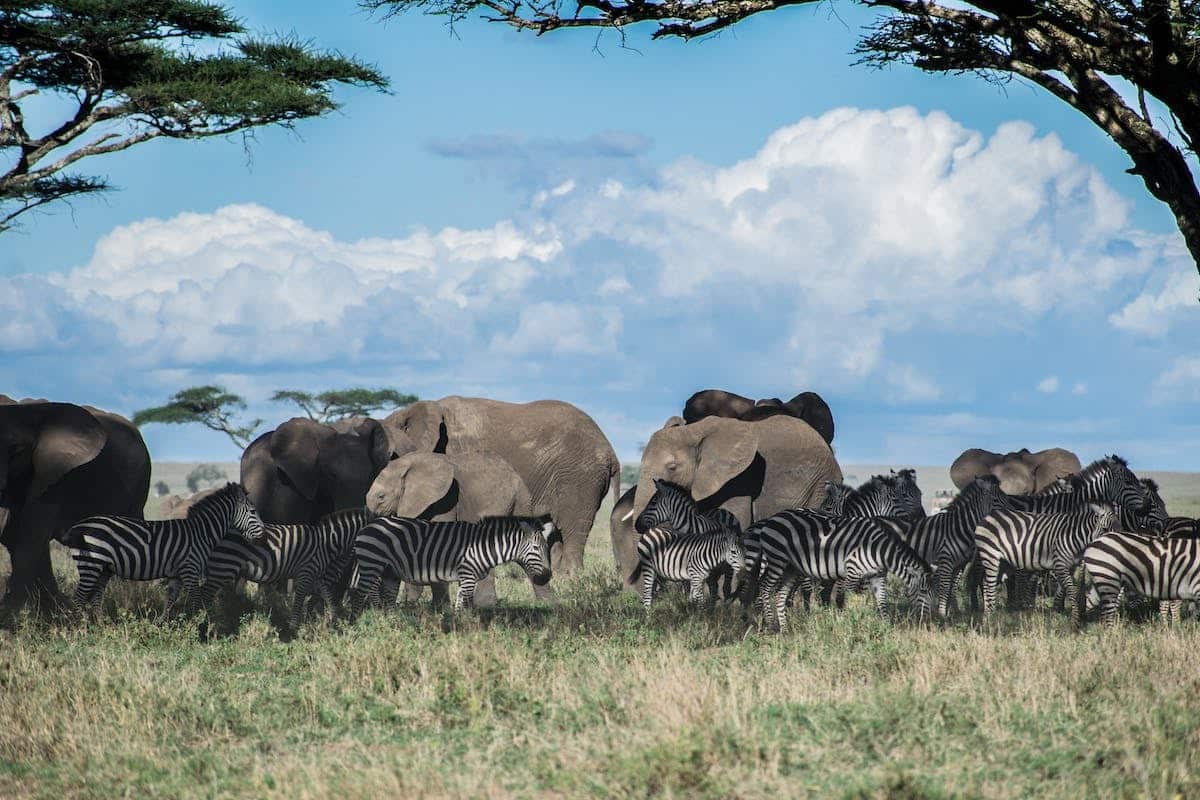 biodiversité animale