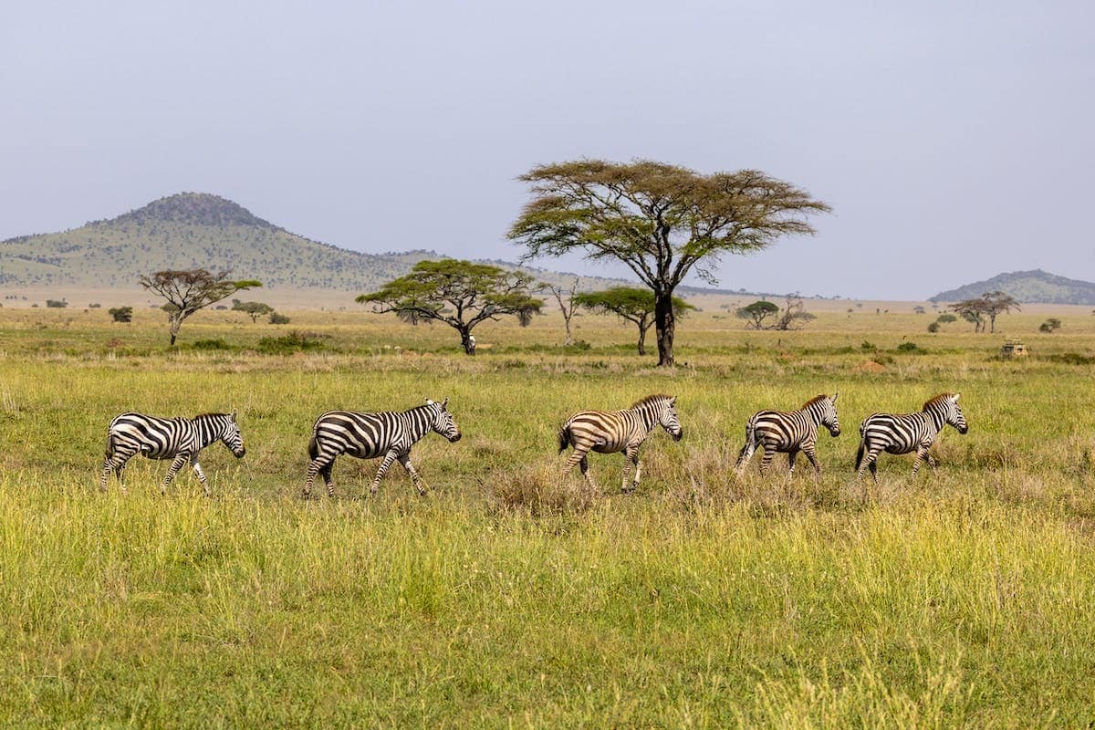 safari animaux