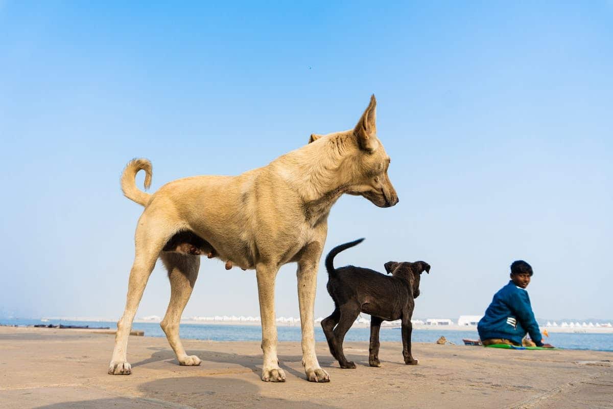 animal domestique