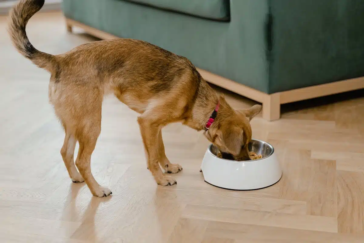 chiens  aliments