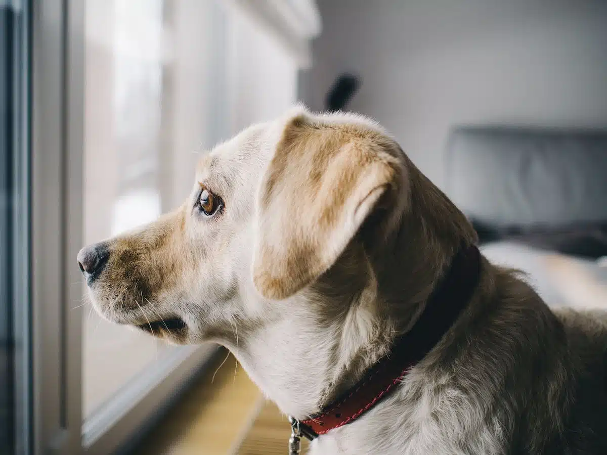 chiens appartement