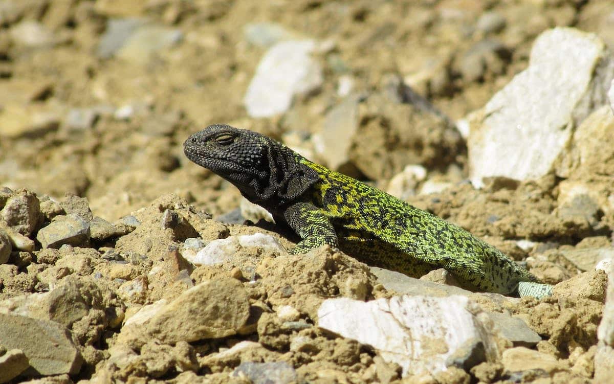 reptile nourriture
