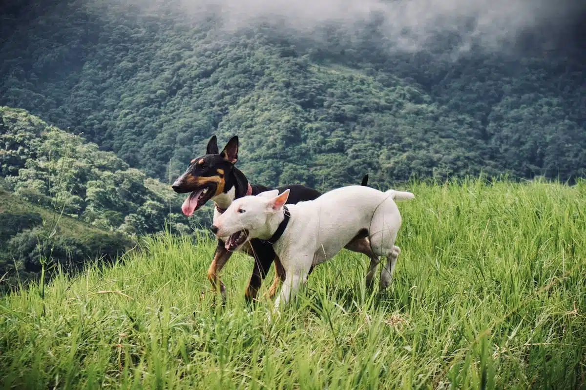 animal  été