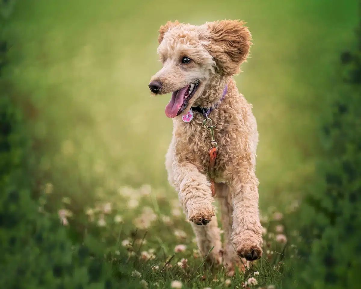 chien ludique