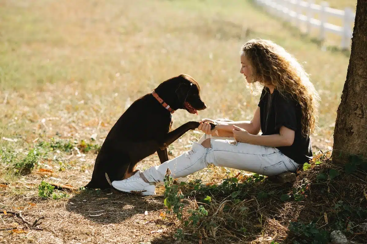 chien  socialisation