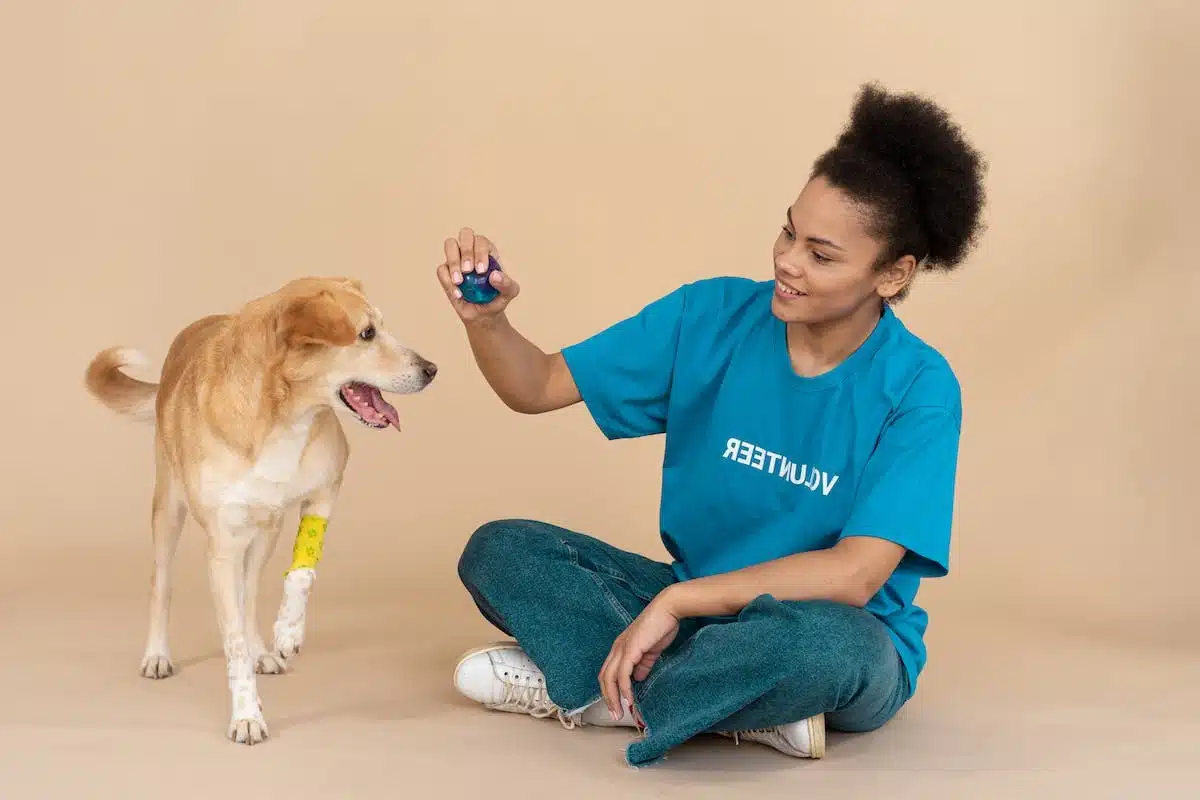 chien  adoption