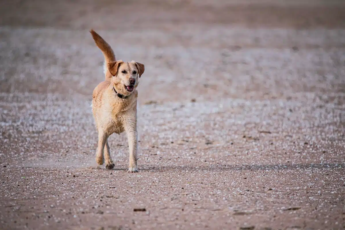 animaux  bonheur