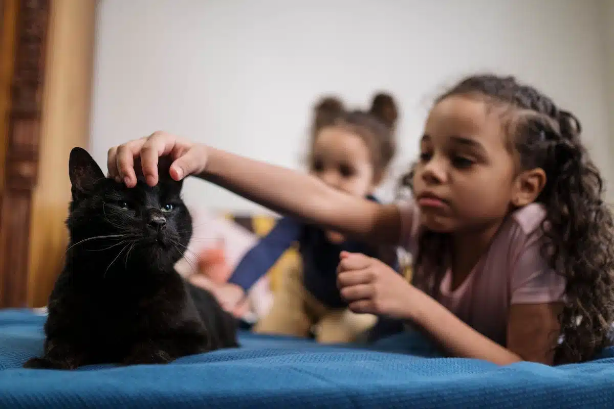 chat  stérilisation