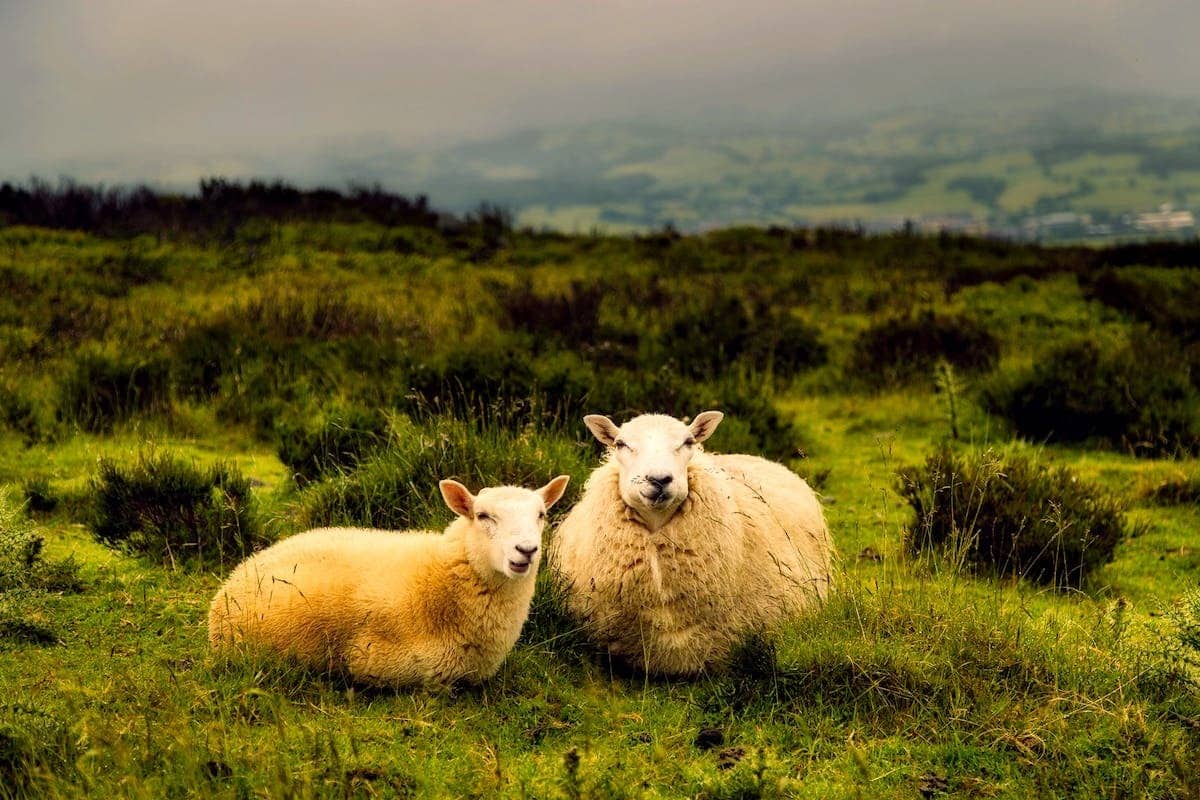 animaux  science