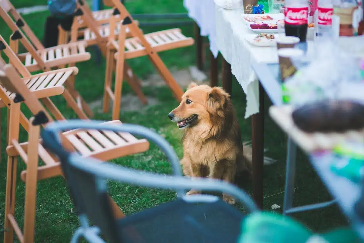 loi  animaux