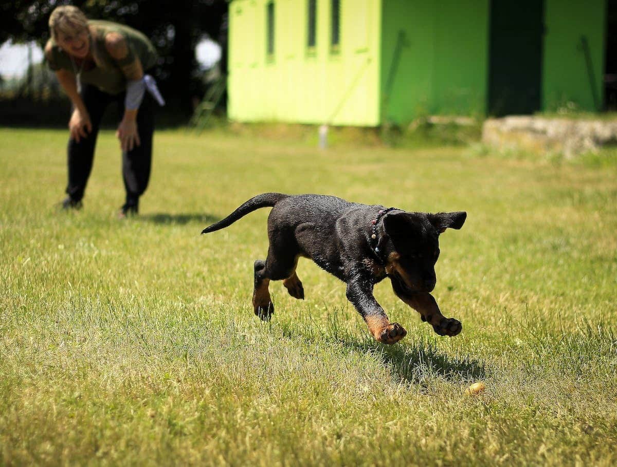 dressage canin