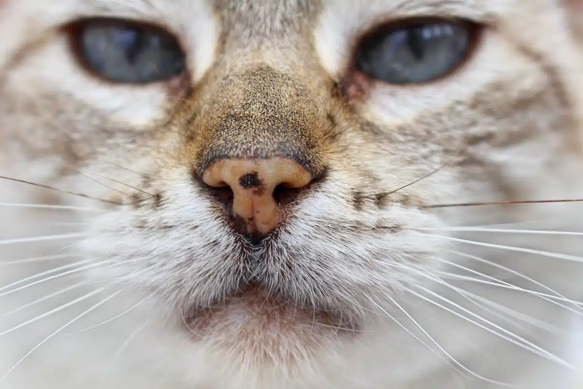 chat  parasites