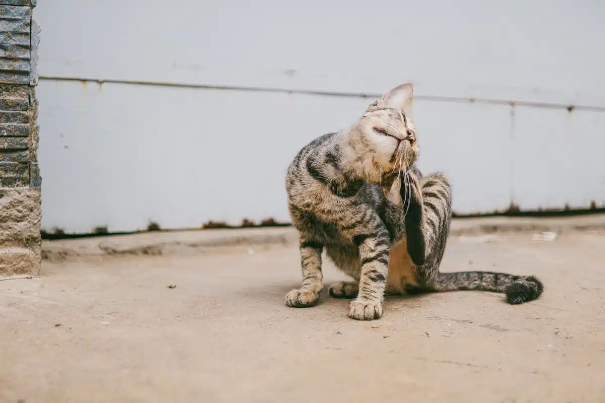 chat  griffades
