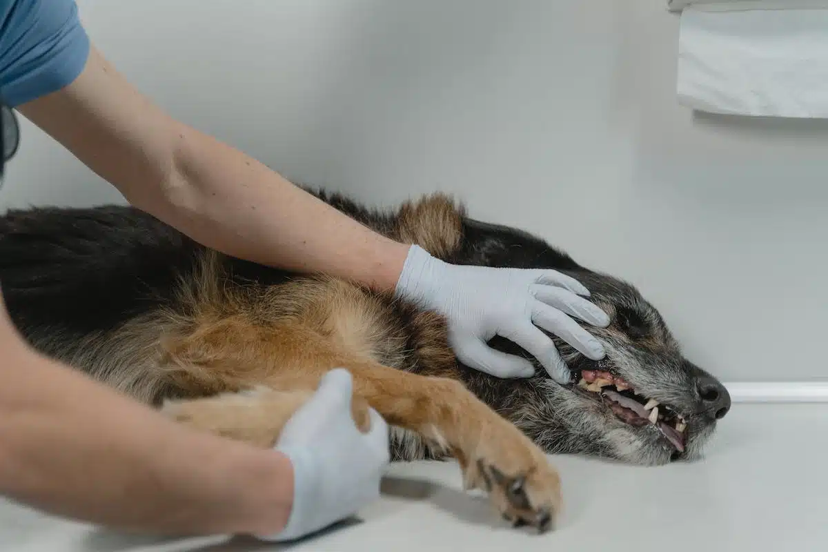 chien  stérilisation