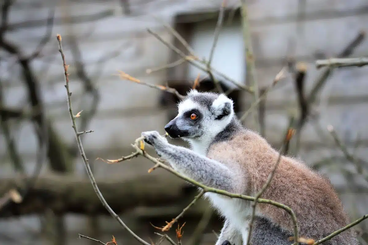 animaux  surprenants