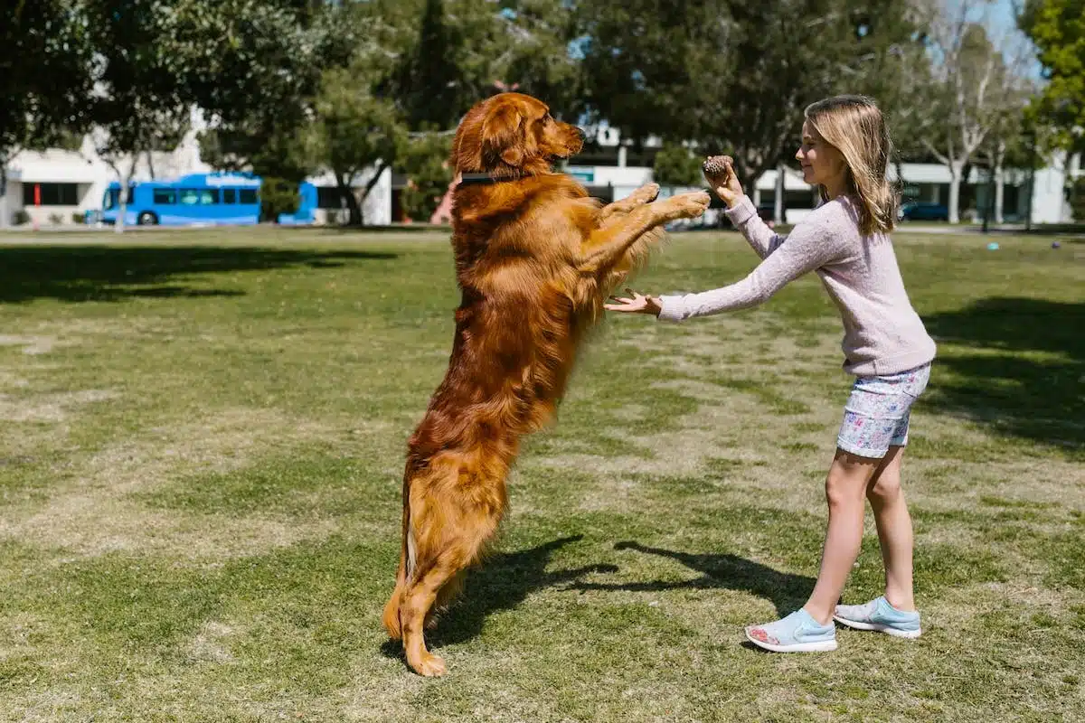chien  jouer