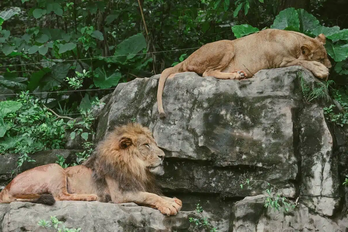 safari  animaux