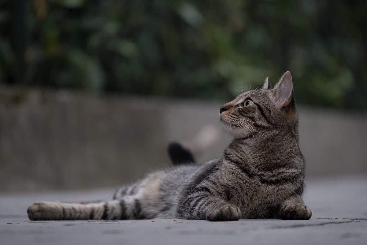 chat  sécurité