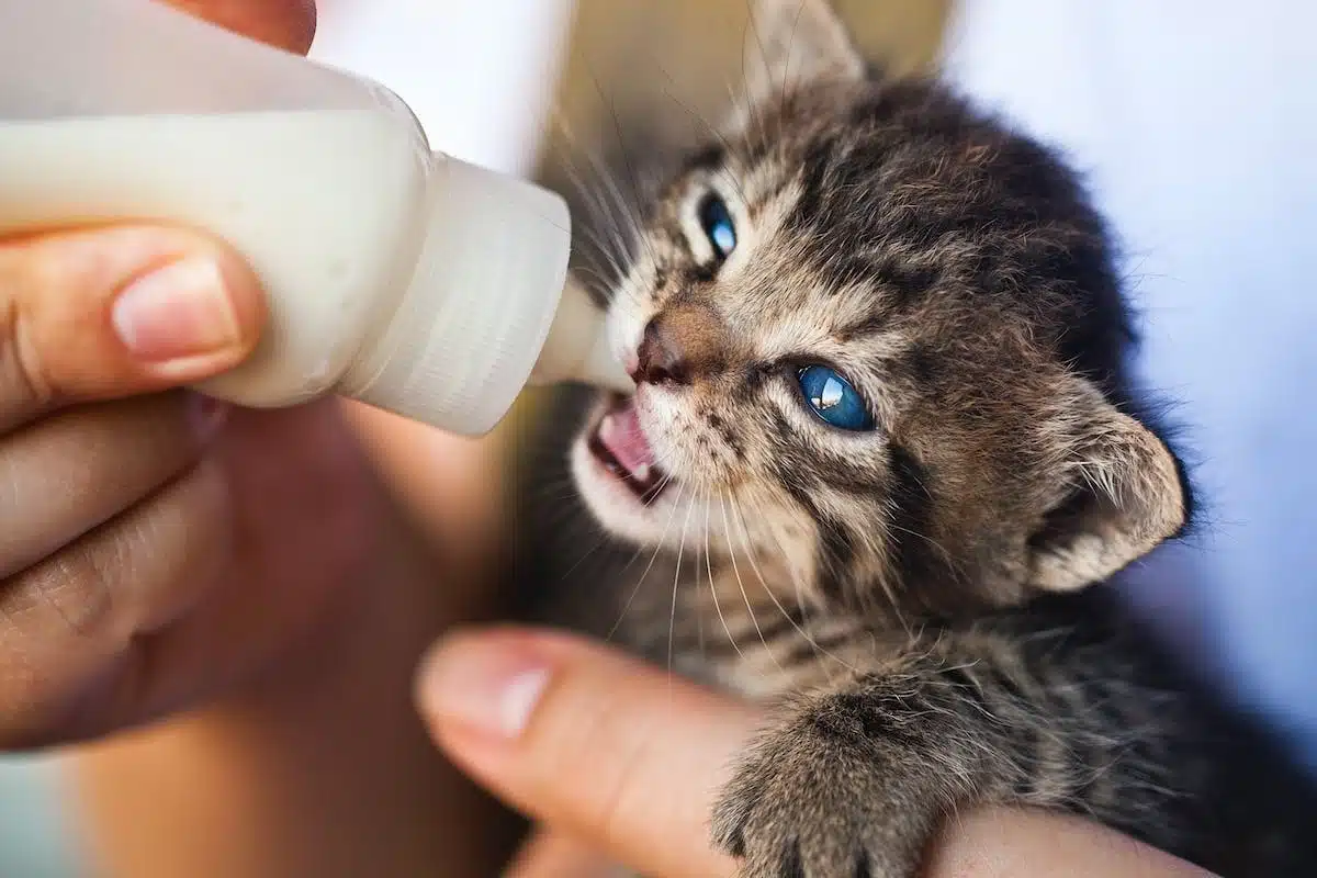 chat  nutrition