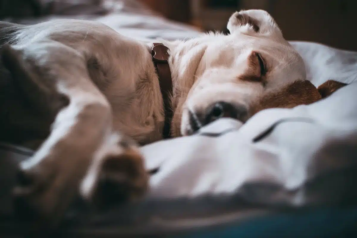 chien  maladie