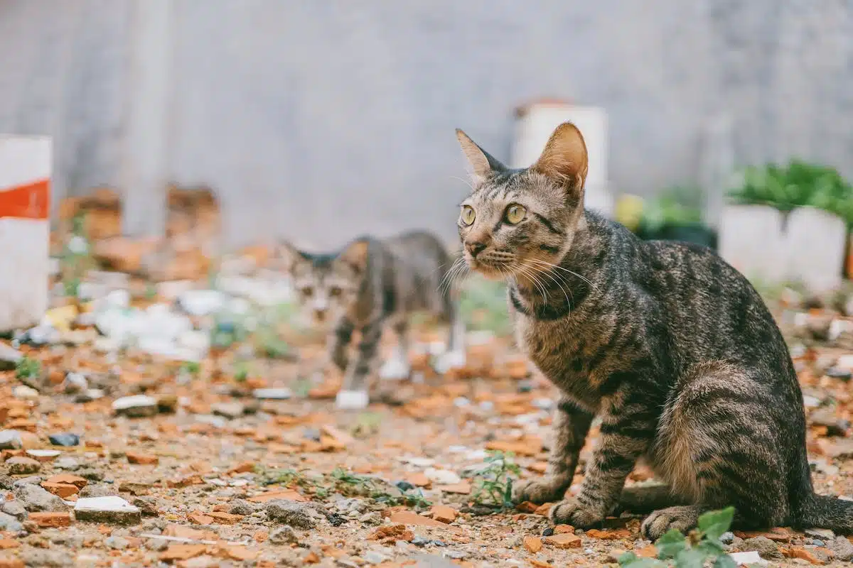 chat  extérieur
