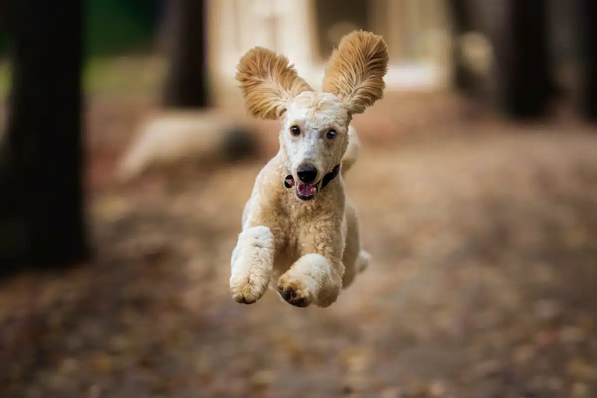 chien  handicap