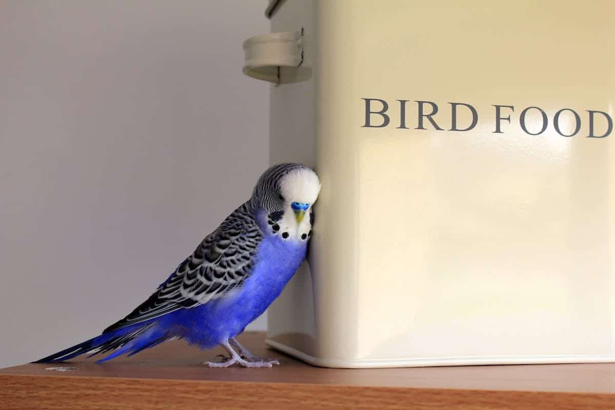 oiseau domestique