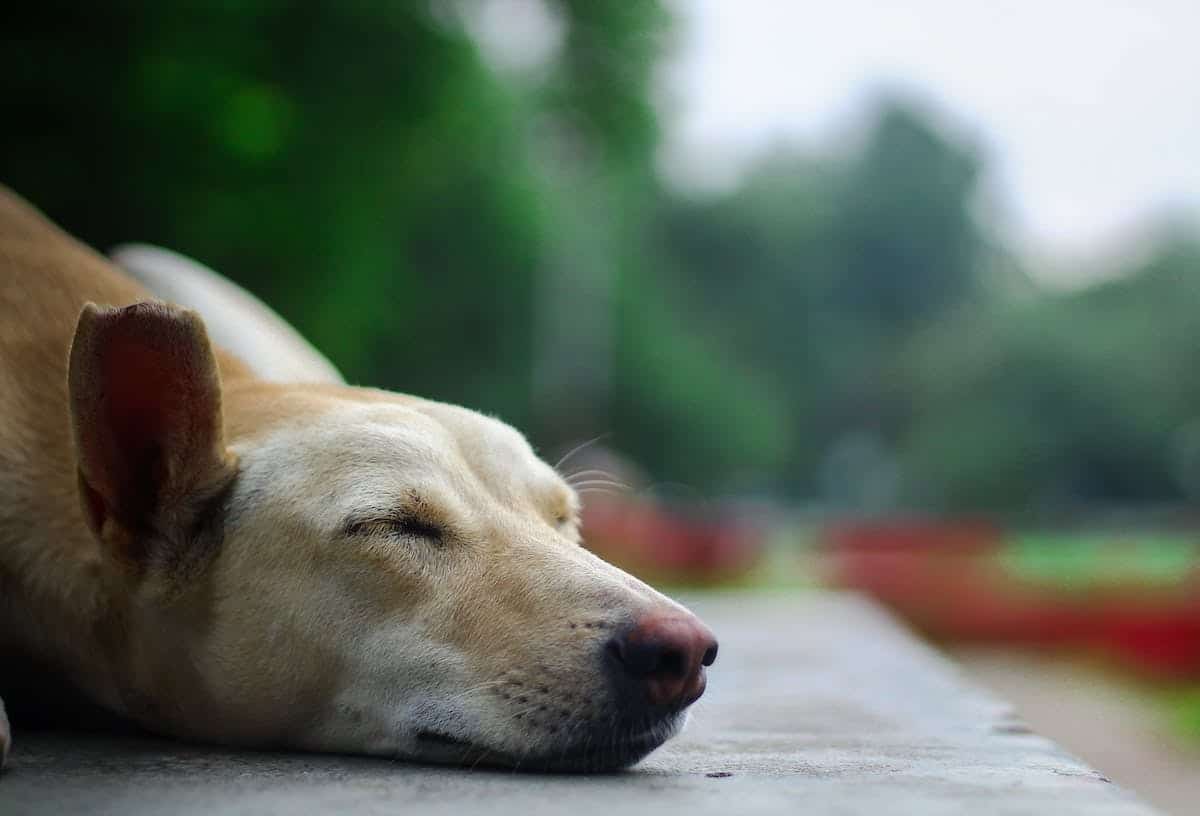 chien malade