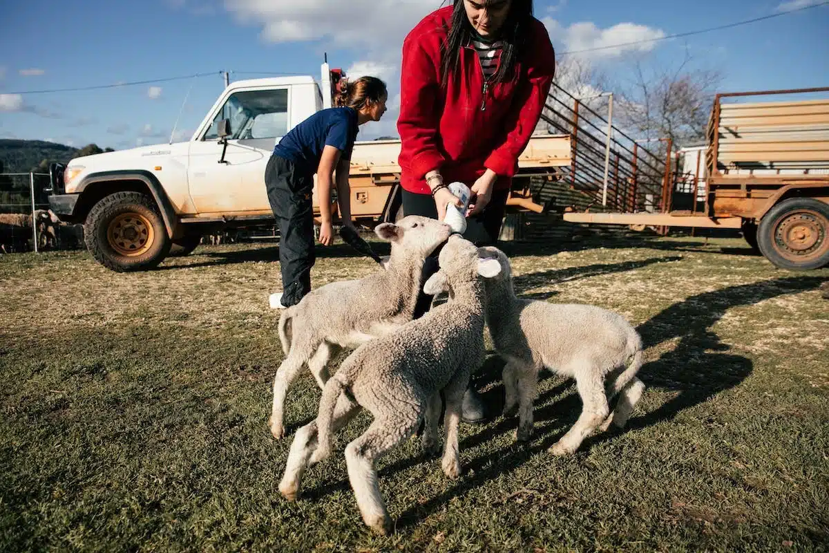 animal  alimentation