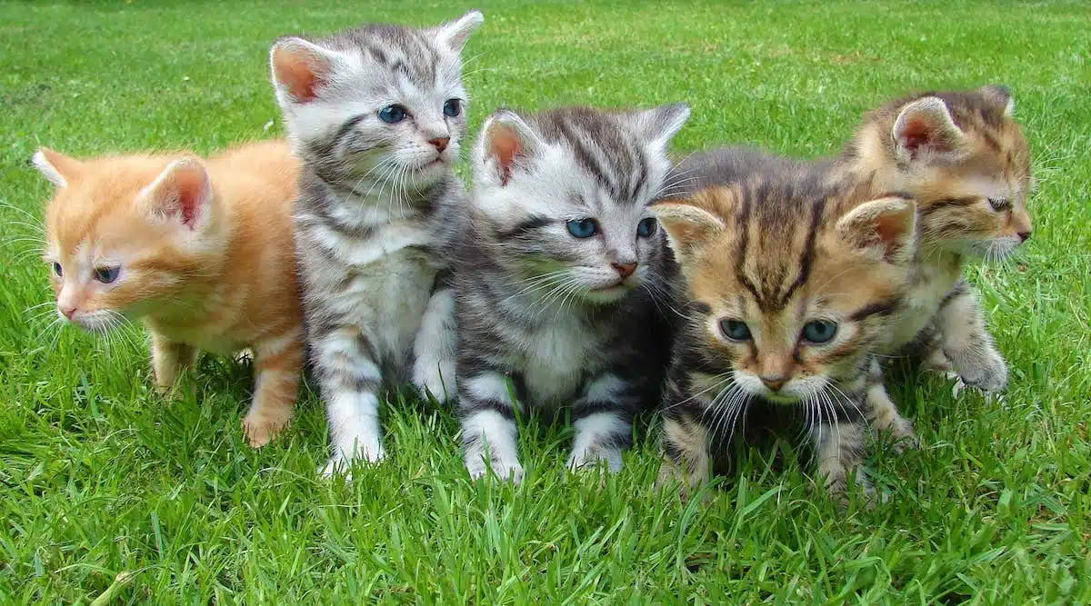 chat  environnement