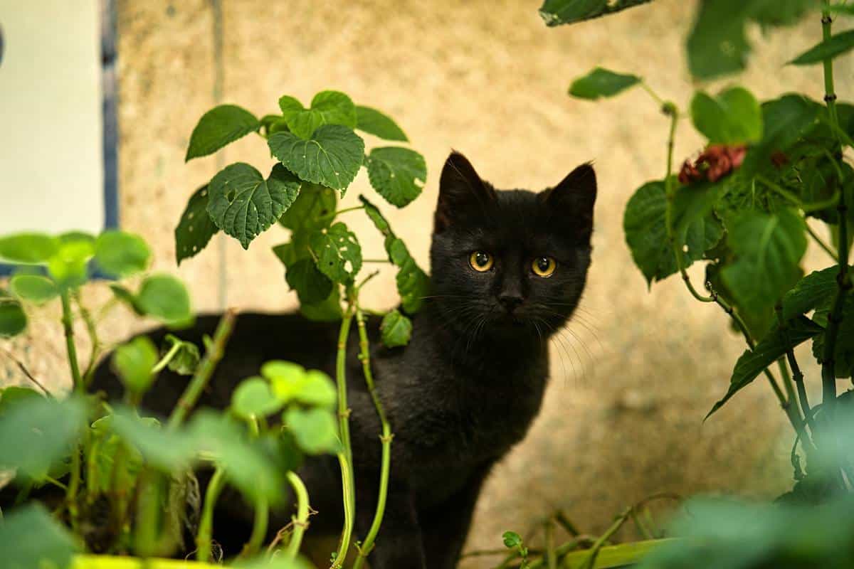 chat  plante