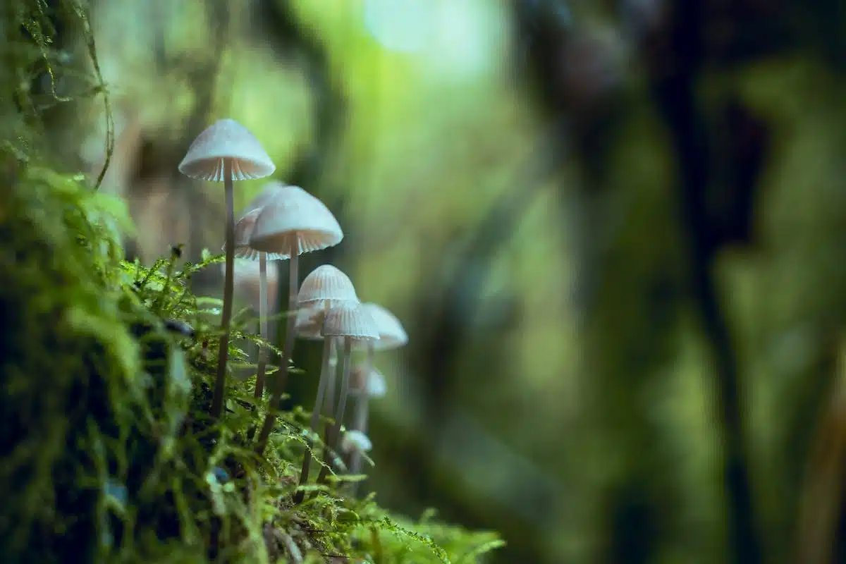 conservation biodiversité