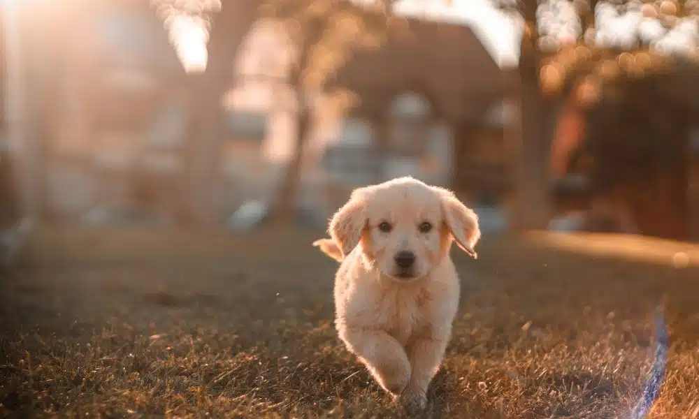 Construire une clôture pour chien faite maison : conseils et astuces