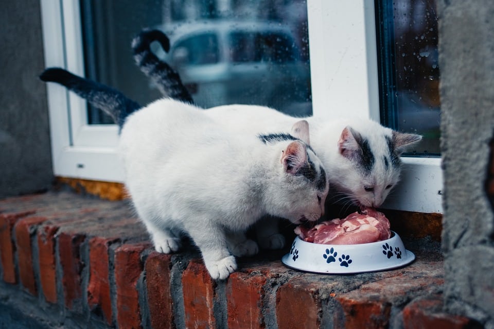 Peuton donner du thon à un chat ? Le Monde des Animaux