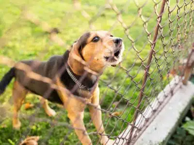 Choisir les matériaux pour une clôture pour chien DIY