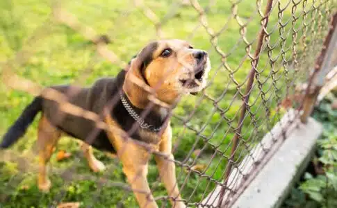 Choisir les matériaux pour une clôture pour chien DIY