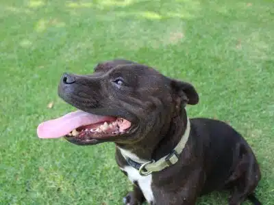 staffie bleu