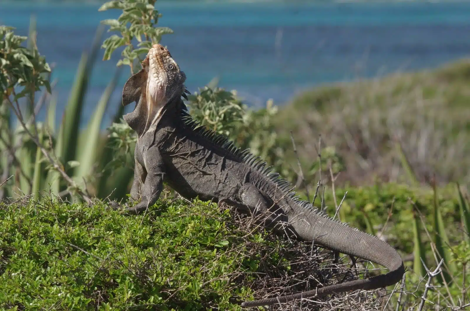 iguanes