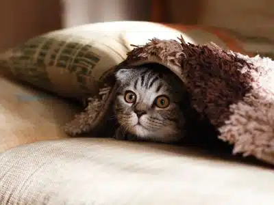 acné du chat