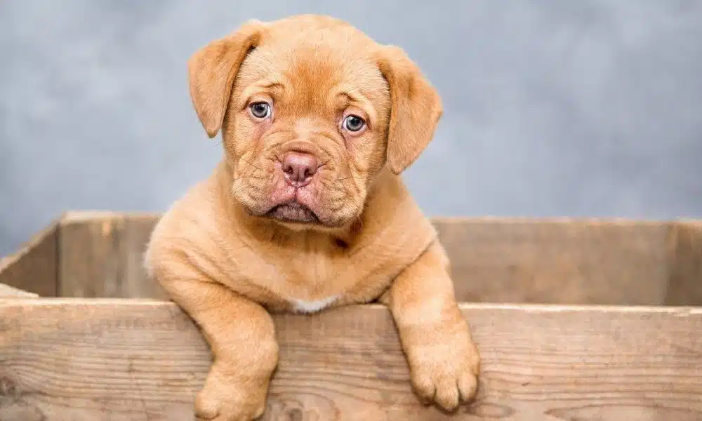 Comment choisir les croquettes de votre chiot ?