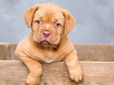 Comment choisir les croquettes de votre chiot ?