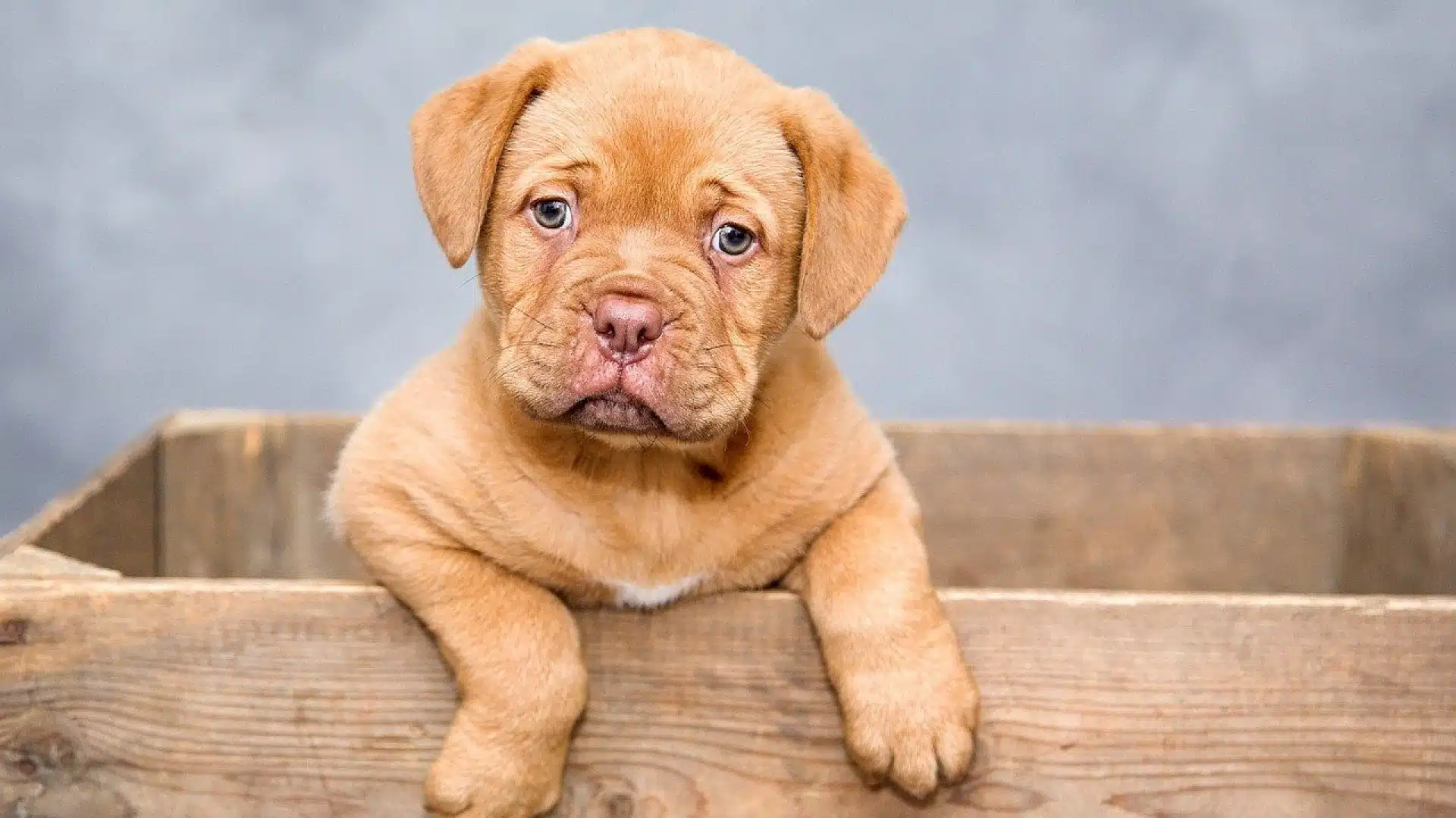Comment choisir les croquettes de votre chiot ?