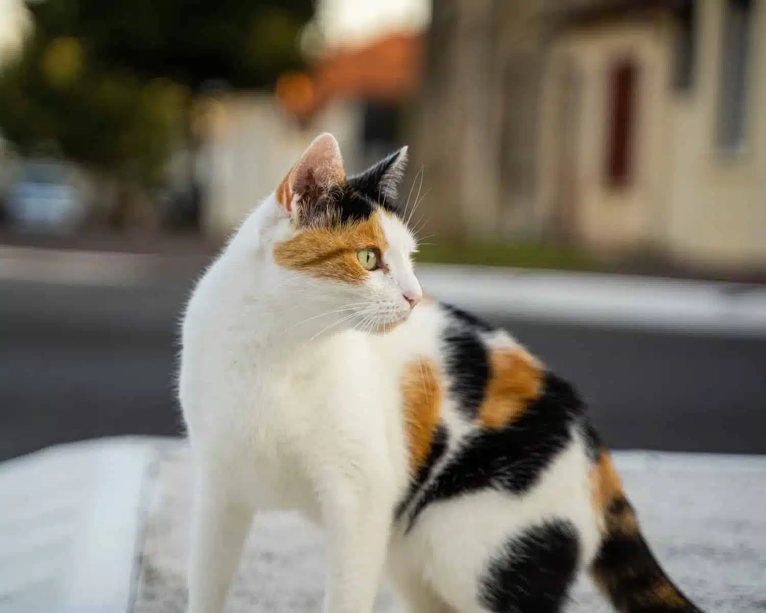 white black and orange cat