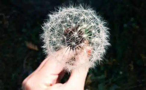 person holding white dandelion flower