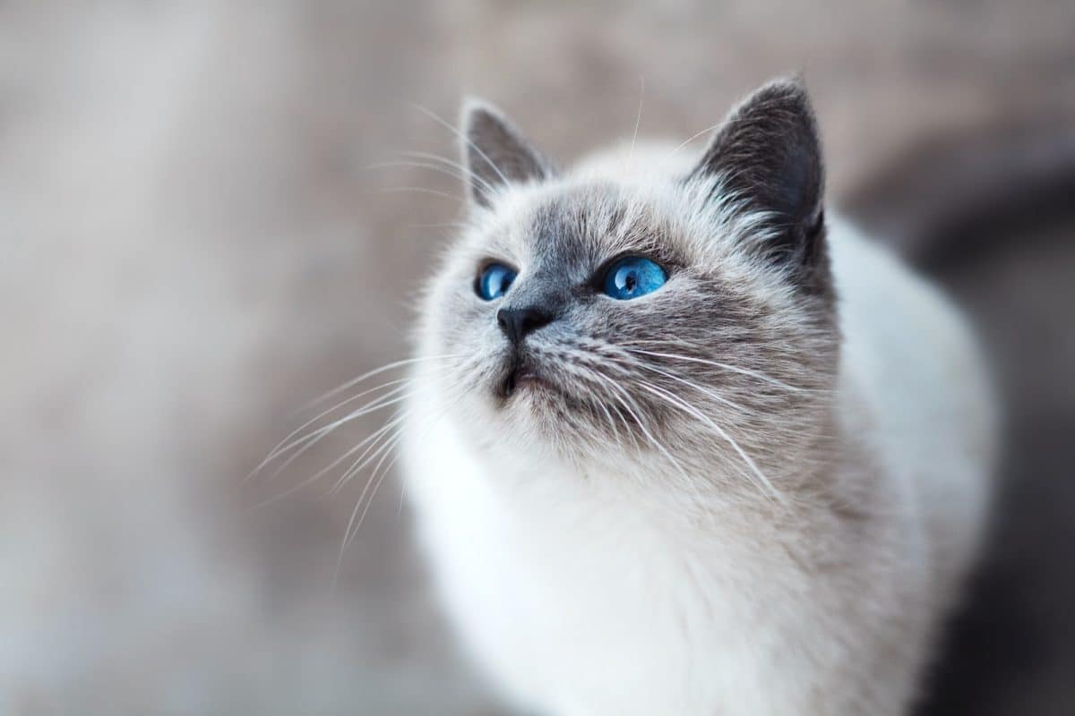 Les chats et leurs mystères : légendes, mythes et anecdotes sur nos amis félins 