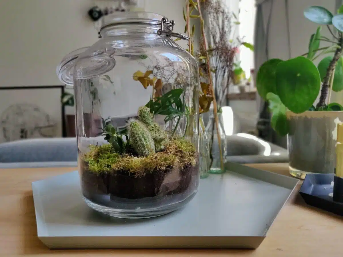 choisir son terrarium